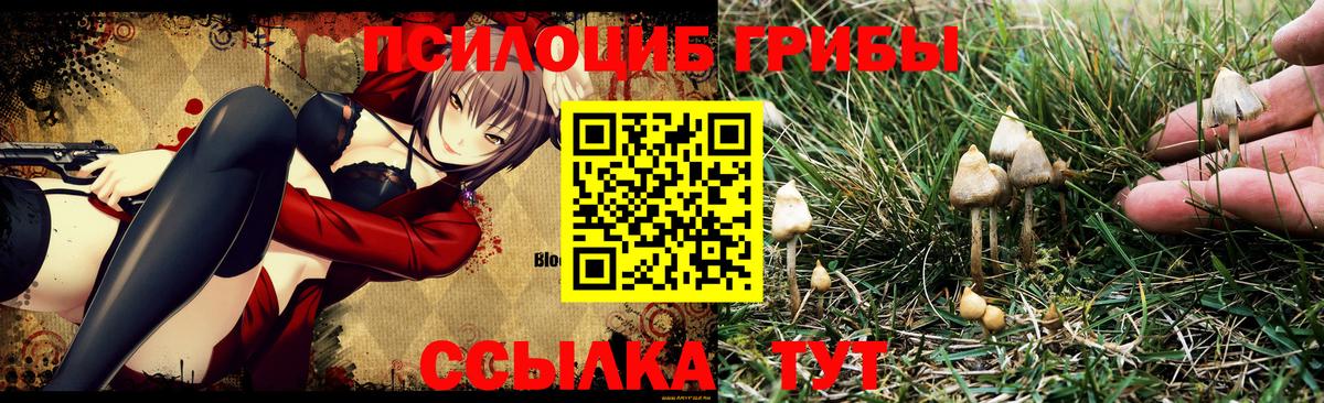 Псилоцибиновые грибы GOLDEN TEACHER Каменка
